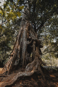 Low angle view of tree trunks in forest