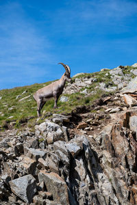 Mountain goat walking free on the mountains