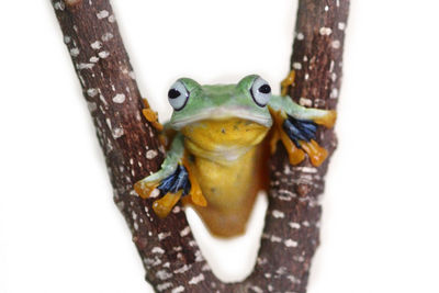 Close-up of frog