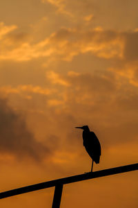Low angle view of bird perching on railing