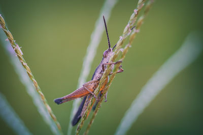 Close-up of insect on plant