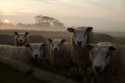 Portrait of cow on field during sunset