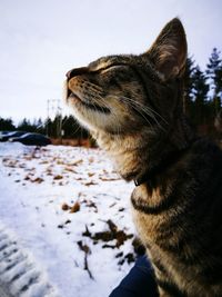 Close-up of dog during winter