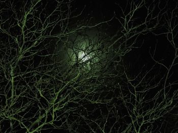 Close-up of branch at night