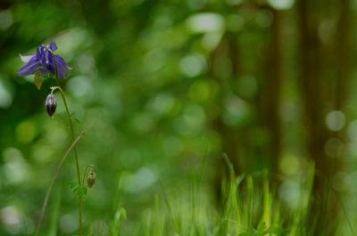 Close-up of purple flowering plant