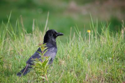 Bird perching on grass