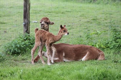 Alpaca on field