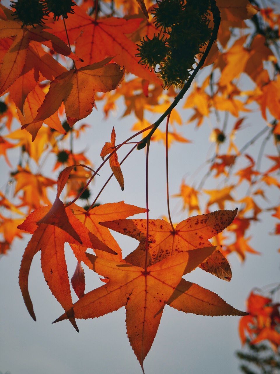 autumn, leaf, change, maple leaf, orange color, leaves, maple, nature, maple tree, dry, beauty in nature, day, outdoors, focus on foreground, no people, close-up, tranquility, scenics, tree, water, fragility, sky