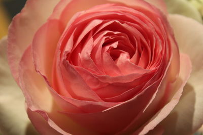 Close-up of red rose