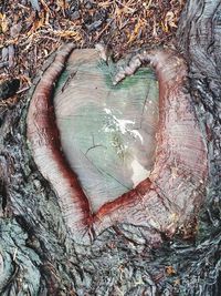 Full frame shot of tree trunk