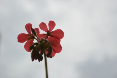 Low angle view of red flower blooming against sky