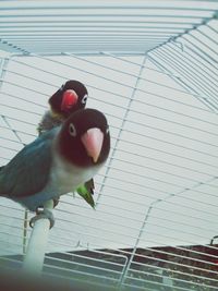 Low angle view of birds perching on tree