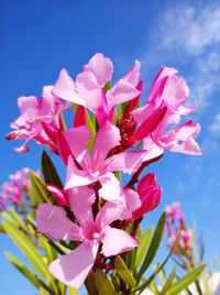 Low angle view of pink cherry blossoms against sky