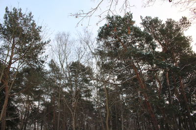Low angle view of trees against sky