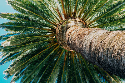 Close-up of palm tree