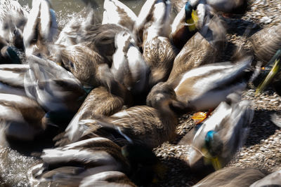 High angle view of birds in park