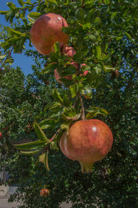 Close-up of fruits on tree