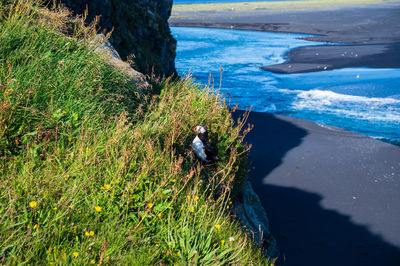 High angle view of bird on land