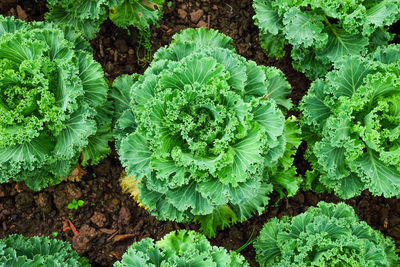 High angle view of green plant on field