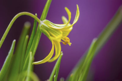 Close-up of yellow flowering plant