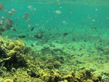 High angle view of turtle swimming in sea