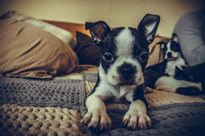 Close-up portrait of a dog relaxing on bed at home