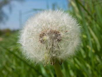 Close-up of dandelion flower