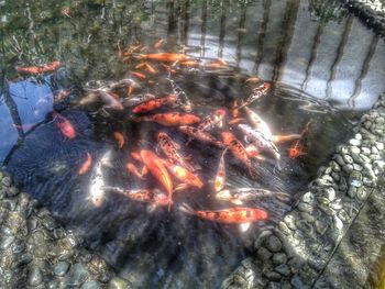 High angle view of koi carps swimming in water