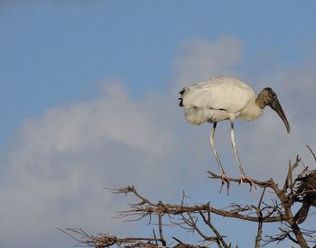 Low angle view of bird perching on a tree