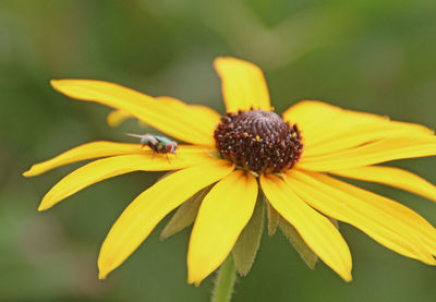 Close-up of bee on yellow flower