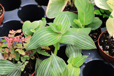 High angle view of leaves in potted plant