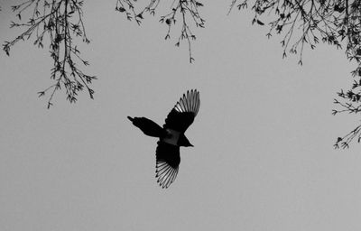 Low angle view of bird flying in sky