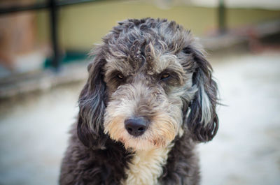 Close-up portrait of dog