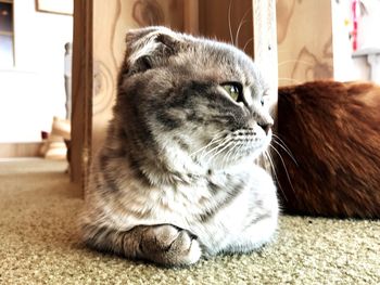 Close-up of cat at home