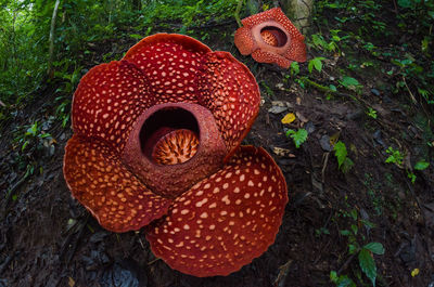 Close-up of rafflesia flower