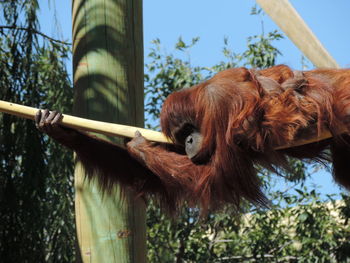 Low angle view of orangutan relaxing on rope at zoo