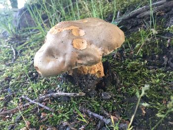 Close-up of mushrooms growing in forest