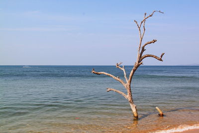 Lone bare tree on calm blue sea against sky