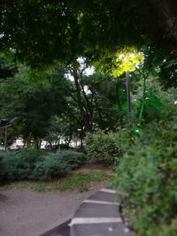 Road amidst trees in park