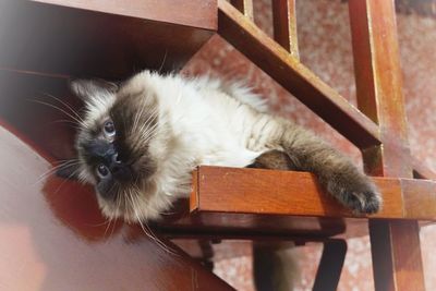 Portrait of cat relaxing on table