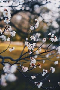 Close-up of pink cherry blossoms