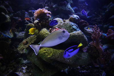 Fish swimming in tank at aquarium