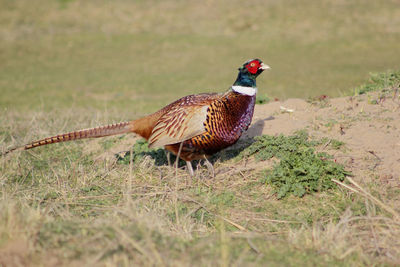 Bird on field