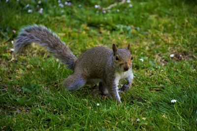 Squirrel on field