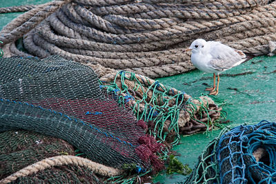 High angle view of seagull by ropes and fishing net