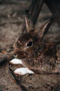 Close-up of a rabbit on land