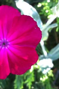 Close-up of pink flower