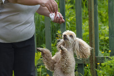 View of the muzzle of a dog, a poodle, which is trained with a piece of sausage