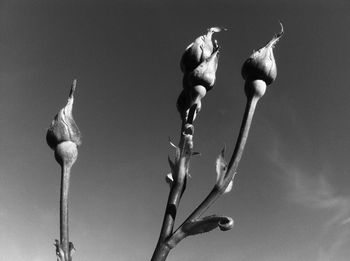 Close-up of plant