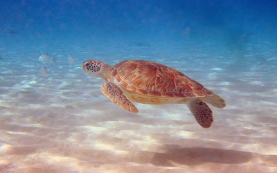 Fish swimming in sea